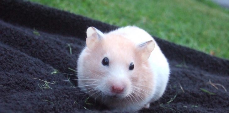 cute Hamster