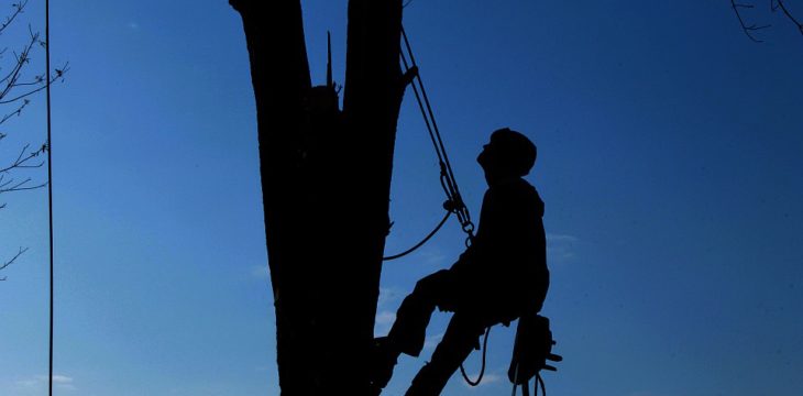 man climbing tree