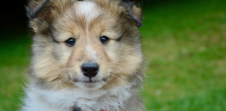 cute puppy