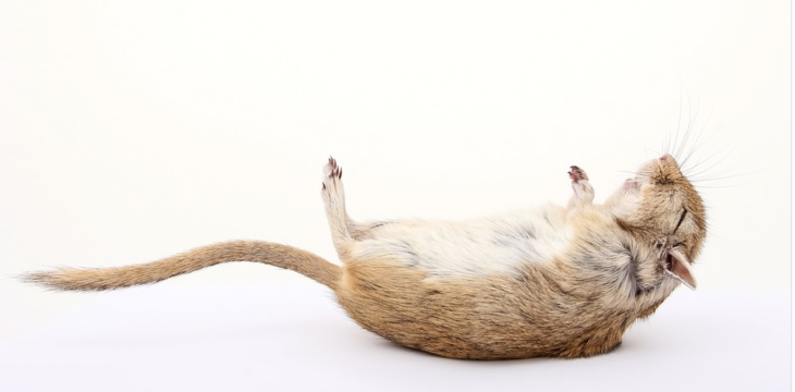 rodents