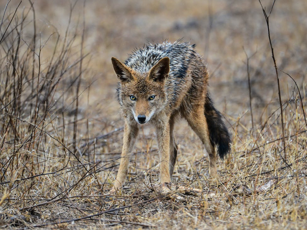 coyote