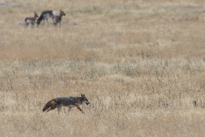 wild coyotes