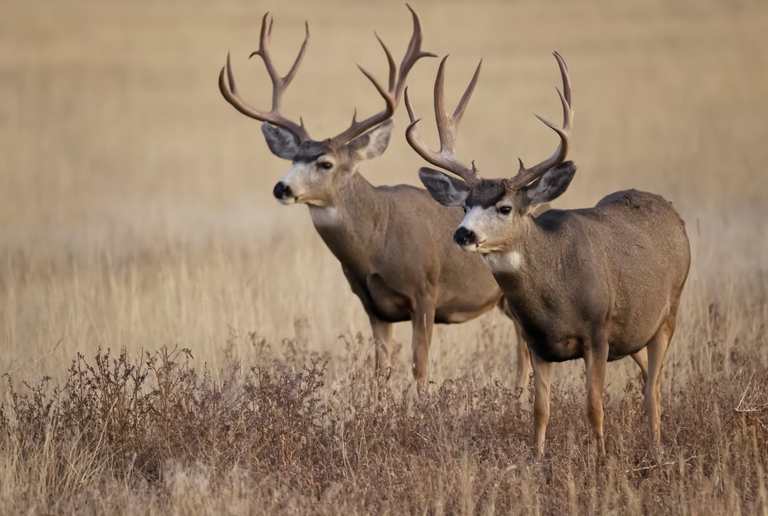 deer